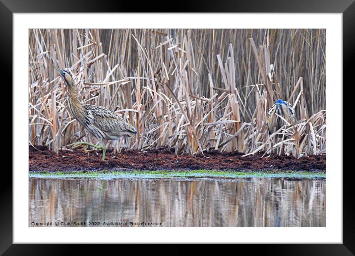 Early morning Bitterns Framed Mounted Print by Craig Smith