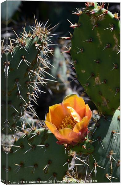 Cactus Flower Canvas Print by Hamid Moham