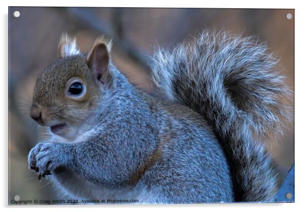A close up of a Grey squirrel Acrylic by Craig Smith