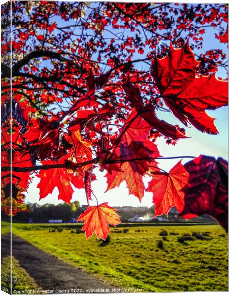 Red Maple Tree Leaves - Scotland Canvas Print by Peter Gaeng