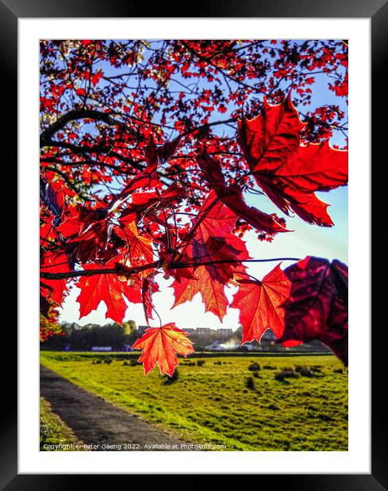 Red Maple Tree Leaves - Scotland Framed Mounted Print by Peter Gaeng