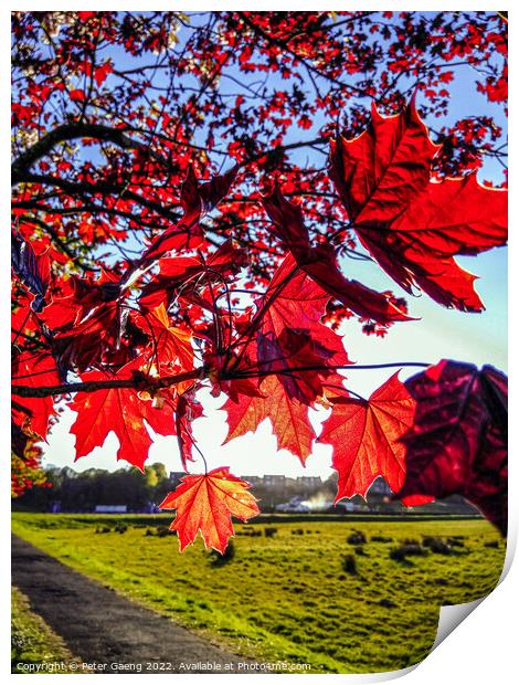 Red Maple Tree Leaves - Scotland Print by Peter Gaeng