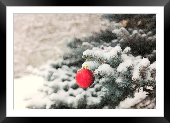 Red ball ornament on outdoor blue spruce tree during snow storm Framed Mounted Print by Thomas Baker