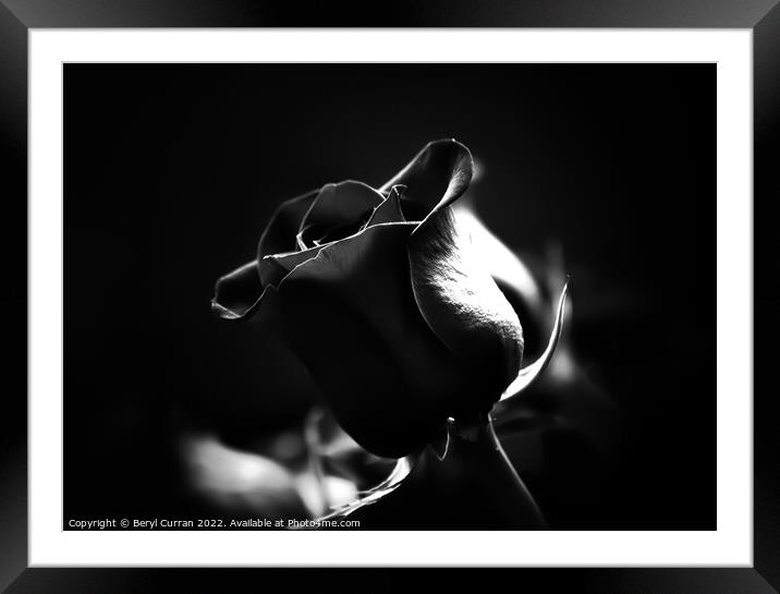 Enchanting Midnight Bloom Framed Mounted Print by Beryl Curran