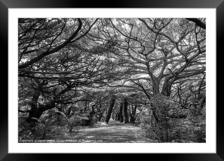 Tree lined road in Iles des Pines, New Caledonia, South Pacific Framed Mounted Print by Kevin Hellon