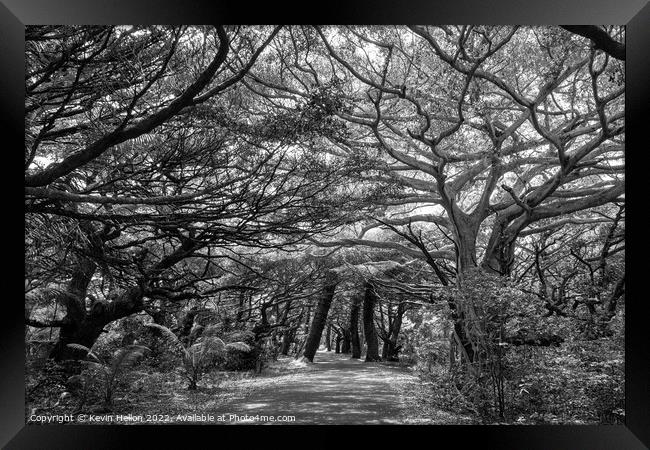 Tree lined road in Iles des Pines, New Caledonia, South Pacific Framed Print by Kevin Hellon