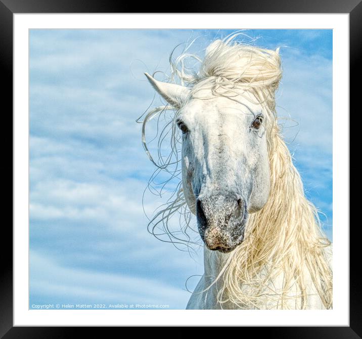 Camargue White Stallion Horse Headshot Framed Mounted Print by Helkoryo Photography