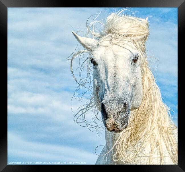 Camargue White Stallion Horse Headshot Framed Print by Helkoryo Photography