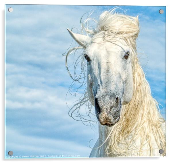 Camargue White Stallion Horse Headshot Acrylic by Helkoryo Photography
