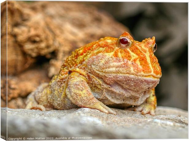 Albino Pac-Man Frog - Ceratophrys cranwelli Canvas Print by Helkoryo Photography