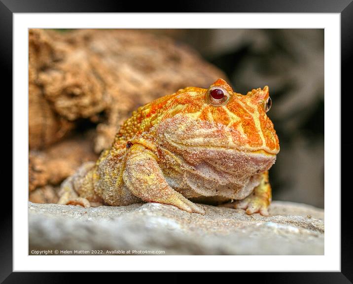 Albino Pac-Man Frog - Ceratophrys cranwelli Framed Mounted Print by Helkoryo Photography