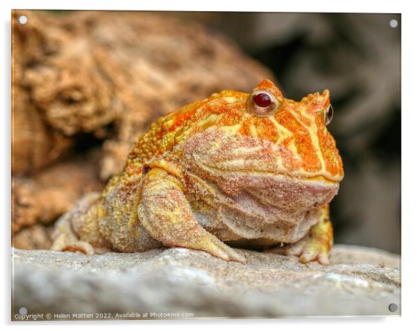 Albino Pac-Man Frog - Ceratophrys cranwelli Acrylic by Helkoryo Photography