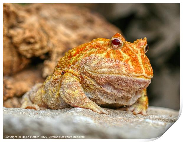 Albino Pac-Man Frog - Ceratophrys cranwelli Print by Helkoryo Photography