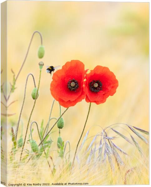 Bumble bee visiting red poppies in mixed barley and oats field Canvas Print by Kay Roxby