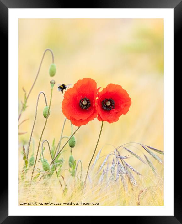 Bumble bee visiting red poppies in mixed barley and oats field Framed Mounted Print by Kay Roxby