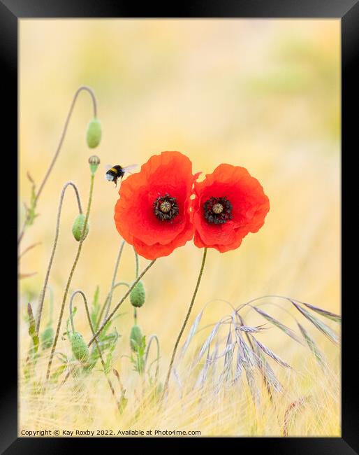 Bumble bee visiting red poppies in mixed barley and oats field Framed Print by Kay Roxby