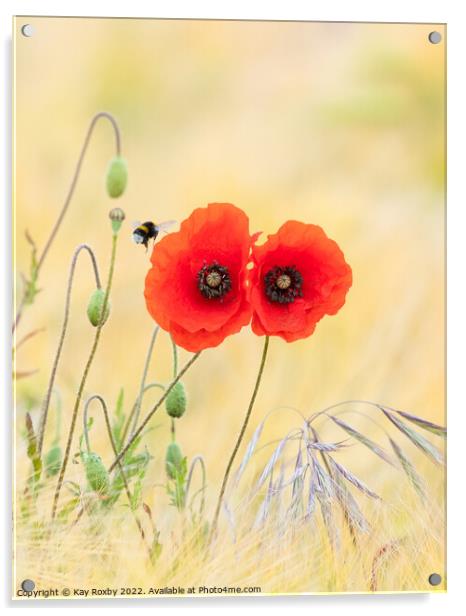 Bumble bee visiting red poppies in mixed barley and oats field Acrylic by Kay Roxby