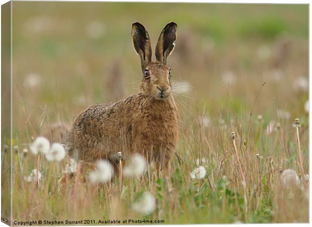 Brown Hare Canvas Print by Stephen Durrant