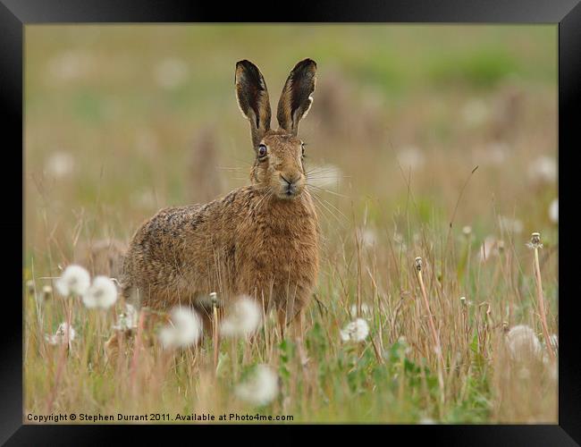 Brown Hare Framed Print by Stephen Durrant