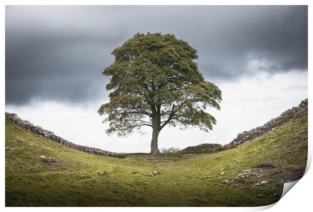 Sycamore Gap Print by Mark Jones