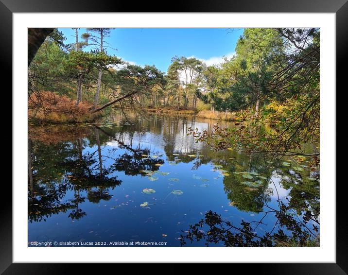 Bystock Pond in Autumn Framed Mounted Print by Elisabeth Lucas