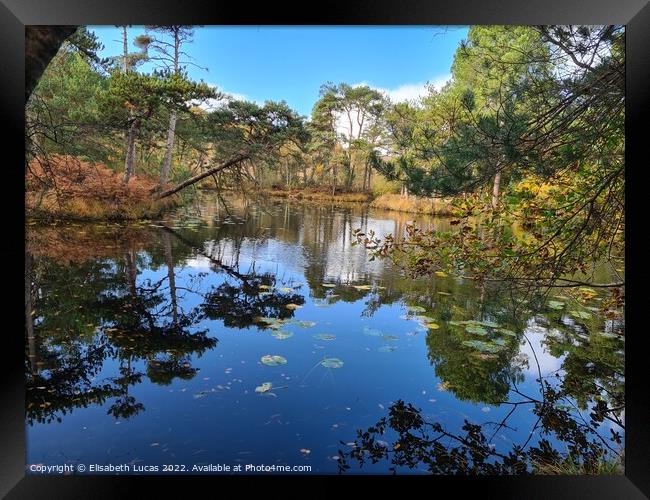 Bystock Pond in Autumn Framed Print by Elisabeth Lucas