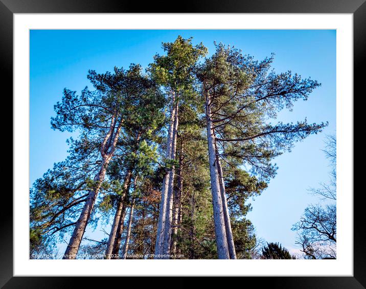 Tall Pine Trees Framed Mounted Print by Angela Cottingham