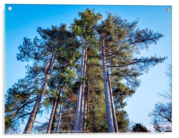 Tall Pine Trees Acrylic by Angela Cottingham