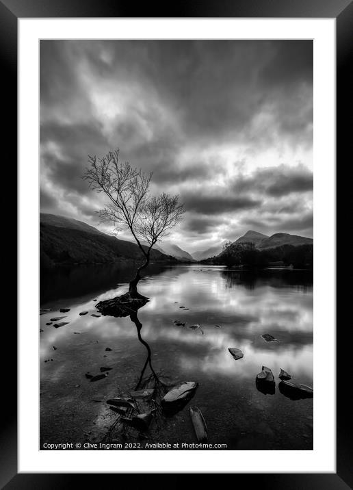 Iconic Welsh Tree in Monochromatic Landscape Framed Mounted Print by Clive Ingram