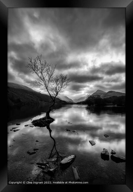 Iconic Welsh Tree in Monochromatic Landscape Framed Print by Clive Ingram
