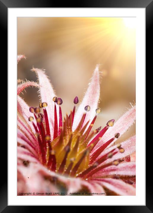 Sempervivum pink flowers macro with sunshine Framed Mounted Print by Simon Bratt LRPS