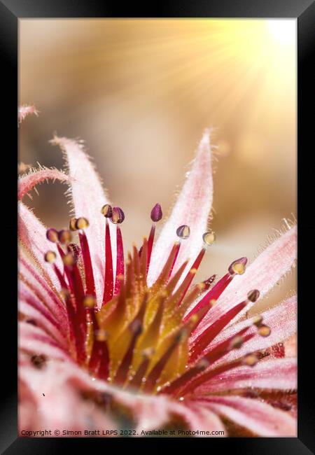 Sempervivum pink flowers macro with sunshine Framed Print by Simon Bratt LRPS