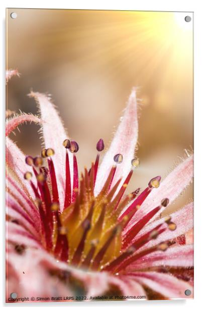 Sempervivum pink flowers macro with sunshine Acrylic by Simon Bratt LRPS