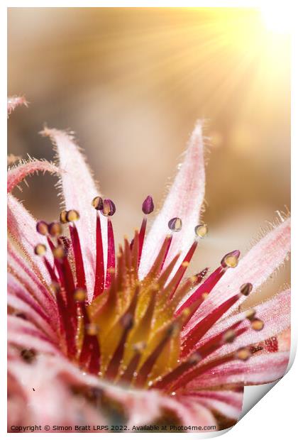 Sempervivum pink flowers macro with sunshine Print by Simon Bratt LRPS