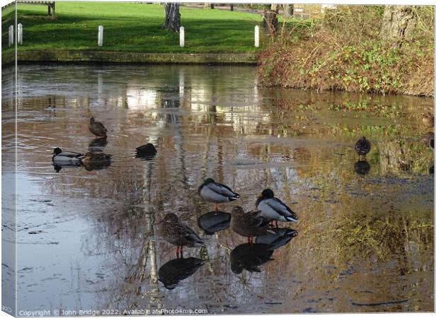 Winter on the Duck  Pond at Writtle Canvas Print by John Bridge