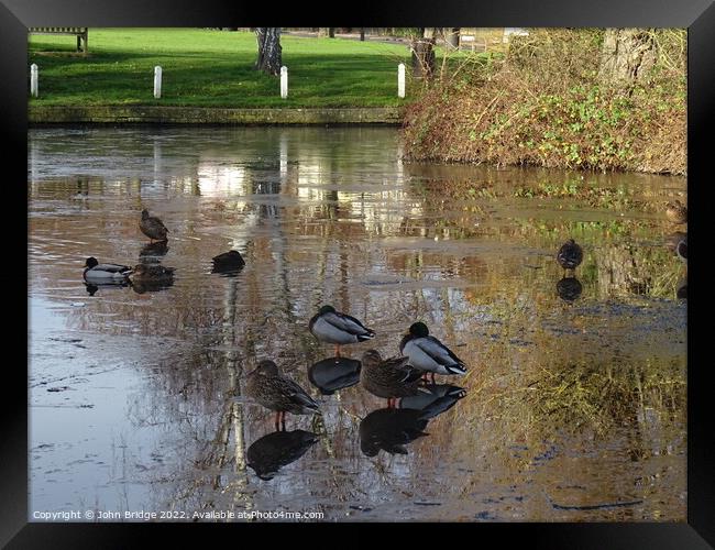 Winter on the Duck  Pond at Writtle Framed Print by John Bridge
