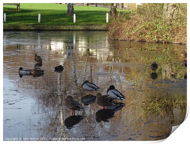 Winter on the Duck  Pond at Writtle Print by John Bridge