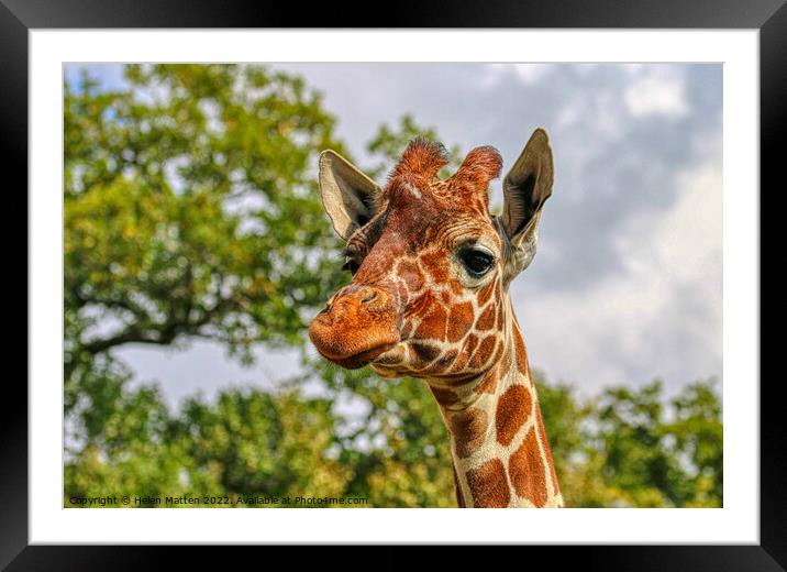 A close up of a reticulated giraffe with trees in  Framed Mounted Print by Helkoryo Photography