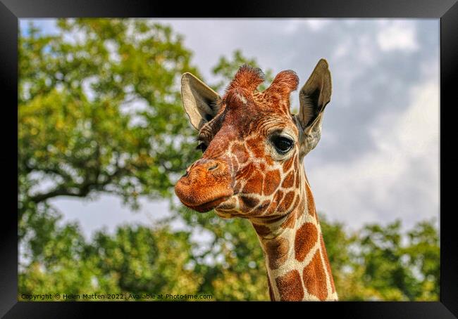 A close up of a reticulated giraffe with trees in  Framed Print by Helkoryo Photography