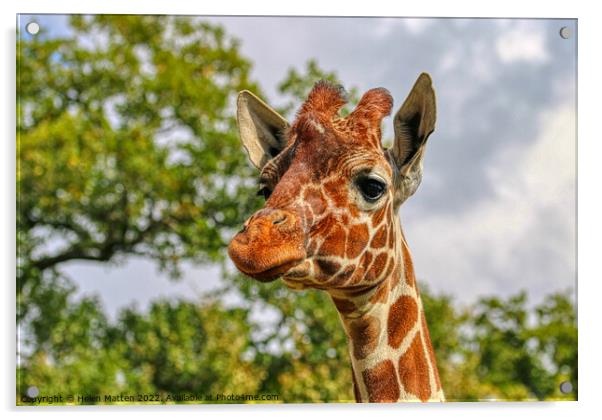 A close up of a reticulated giraffe with trees in  Acrylic by Helkoryo Photography