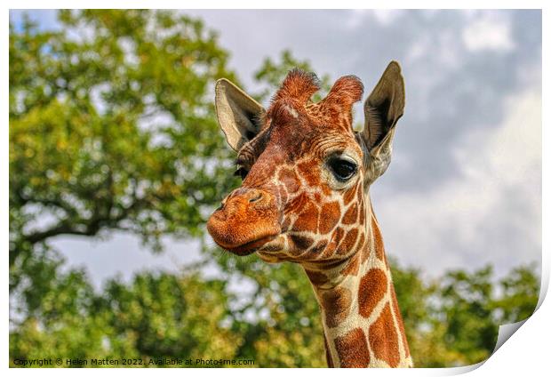 A close up of a reticulated giraffe with trees in  Print by Helkoryo Photography