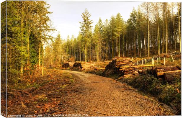Forest of Dean Trail Canvas Print by Diana Mower