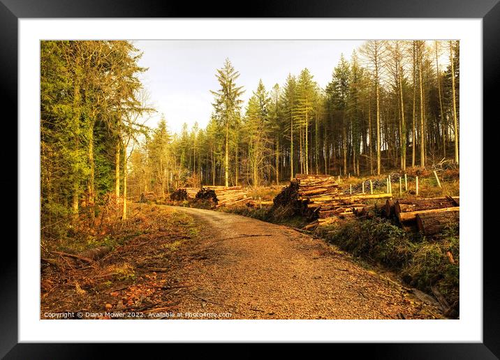 Forest of Dean Trail Framed Mounted Print by Diana Mower