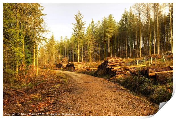 Forest of Dean Trail Print by Diana Mower