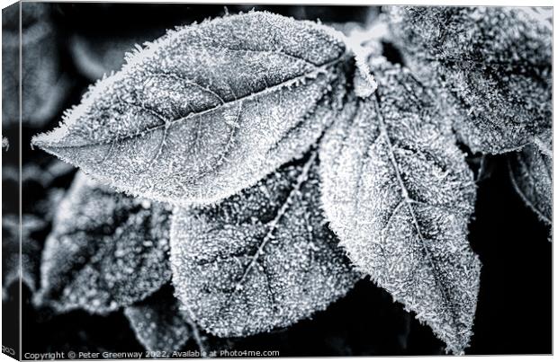 Frosty Garden Leaves In Monochrome Canvas Print by Peter Greenway