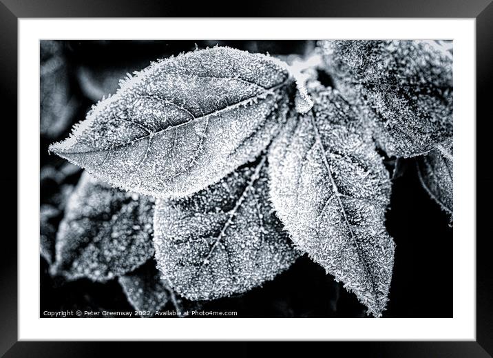 Frosty Garden Leaves In Monochrome Framed Mounted Print by Peter Greenway