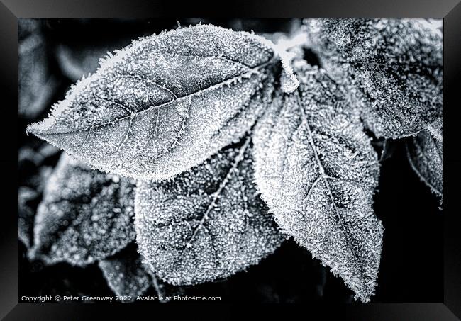 Frosty Garden Leaves In Monochrome Framed Print by Peter Greenway