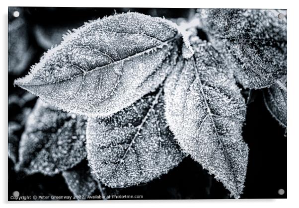 Frosty Garden Leaves In Monochrome Acrylic by Peter Greenway