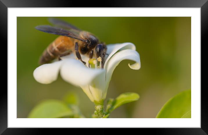 Plant flower Framed Mounted Print by NITYANANDA MUKHERJEE