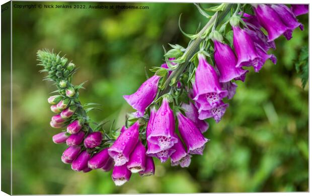 Foxgloves Curling Upwards in June  Canvas Print by Nick Jenkins